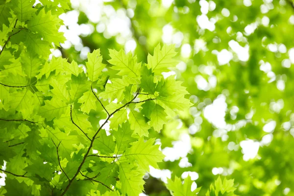 Gröna blad — Stockfoto