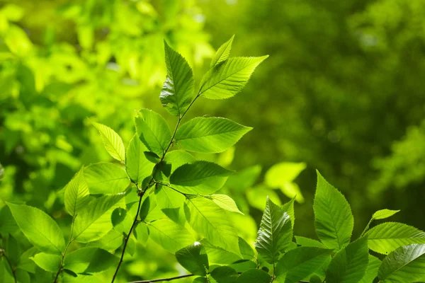 Folhas verdes — Fotografia de Stock