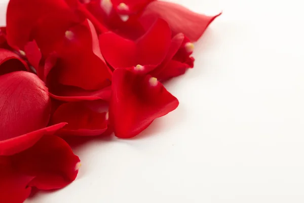 Rose petals background — Stock Photo, Image