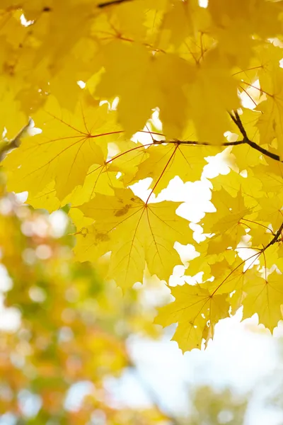 Hojas de otoño — Foto de Stock