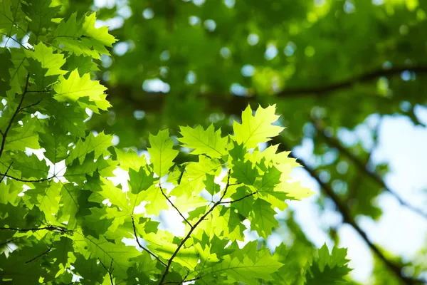 Gröna blad — Stockfoto