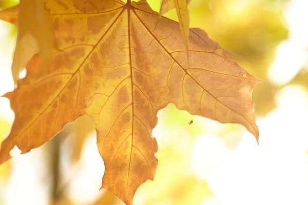 Hojas de otoño —  Fotos de Stock