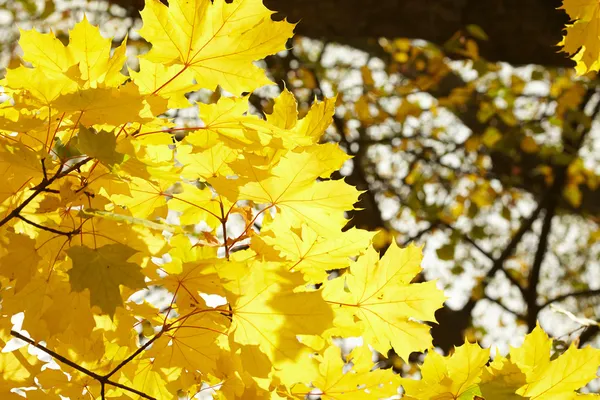 शरद ऋतु leaves — स्टॉक फ़ोटो, इमेज