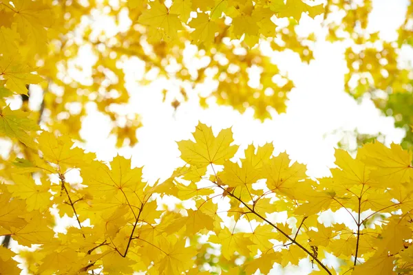 शरद ऋतु leaves — स्टॉक फ़ोटो, इमेज