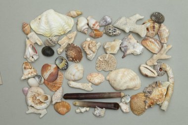 deniz kabuklarını arka plan yaptı