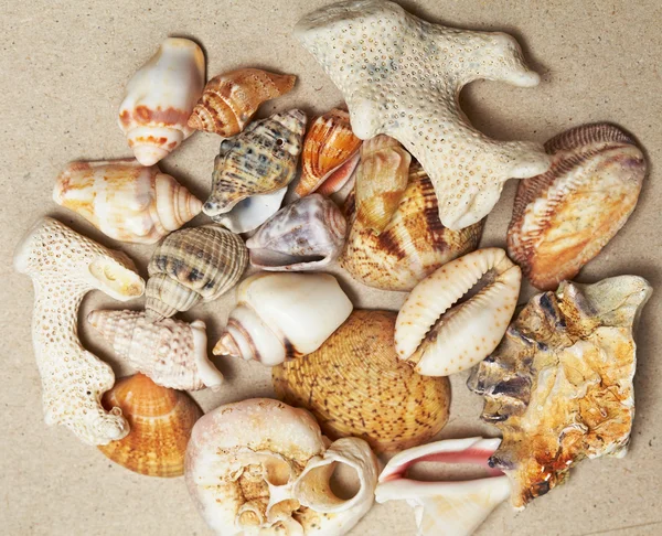 Background made of seashells — Stock Photo, Image