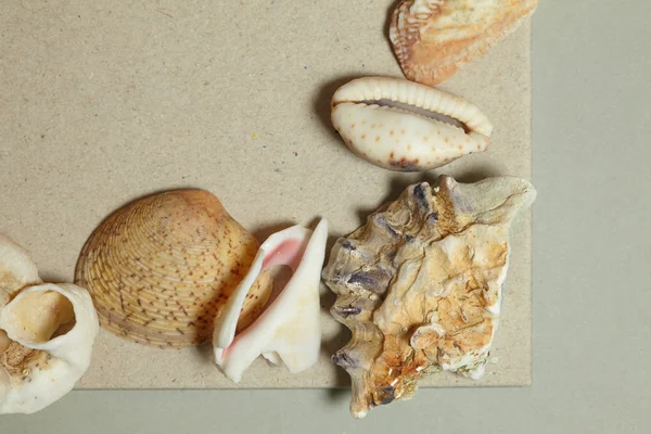 Marco hecho de conchas marinas —  Fotos de Stock