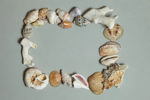 Frame made of seashells — Stock Photo, Image