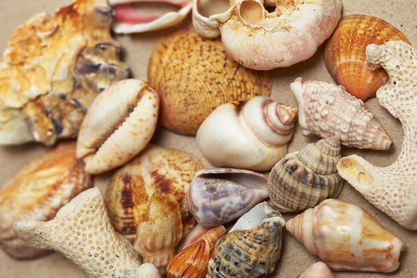 Hintergrund aus Muscheln — Stockfoto