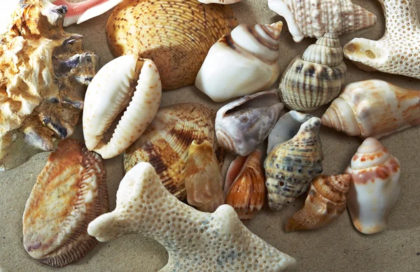 Fondo hecho de conchas marinas —  Fotos de Stock