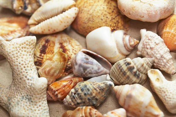 Background made of seashells — Stock Photo, Image