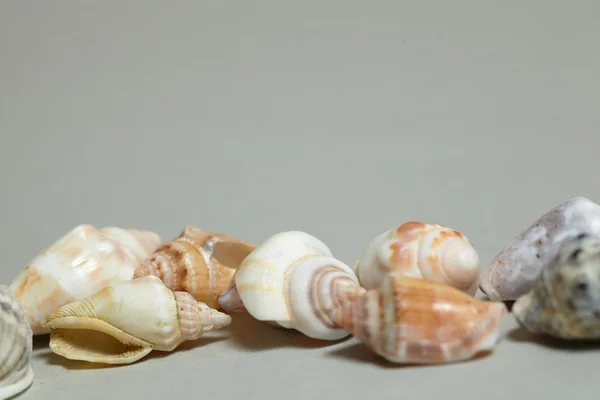 Frame gemaakt van schelpen — Stockfoto