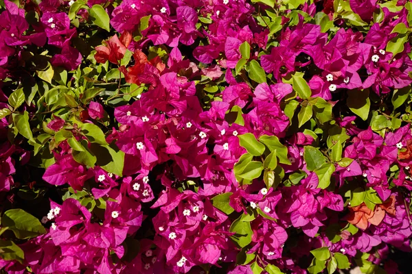 Bougainvillea-Blüten — Stockfoto