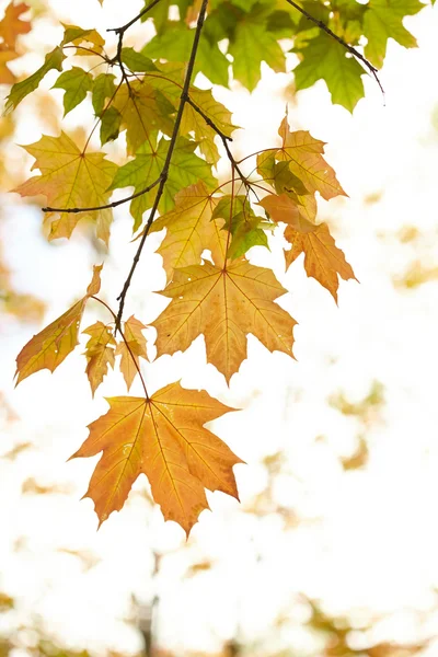 Hojas de otoño — Foto de Stock