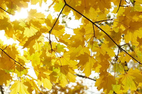 Hojas de otoño —  Fotos de Stock