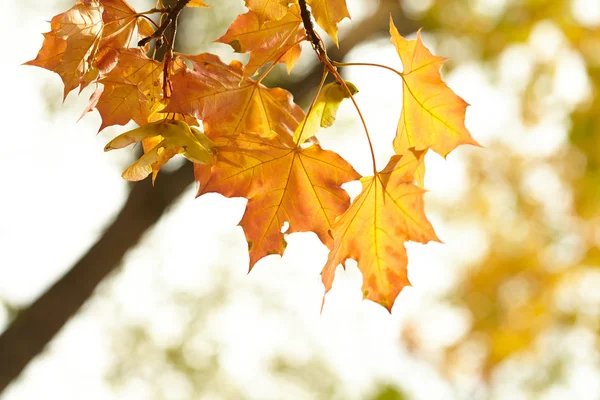 Autumn leaves — Stock Photo, Image