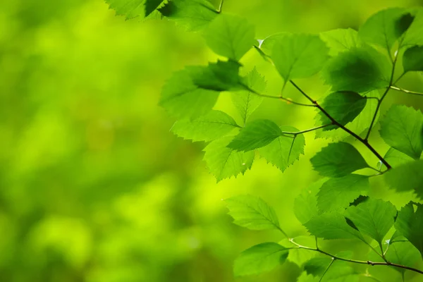 Green leaves — Stock Photo, Image