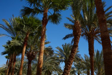 Nice palmiye ağaçları