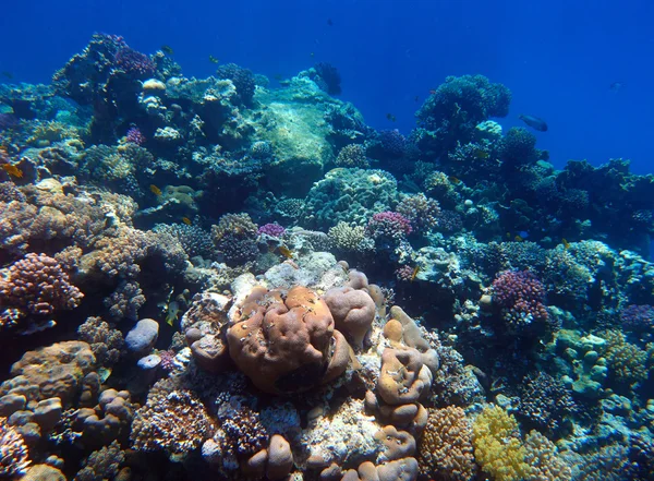 Coral reef — Stock Photo, Image