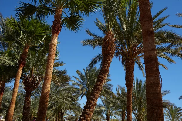 Trevlig palmer — Stockfoto