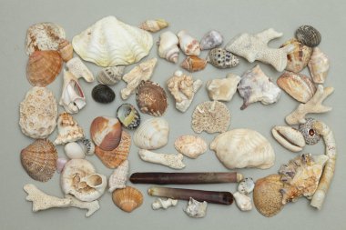 deniz kabuklarını arka plan yaptı