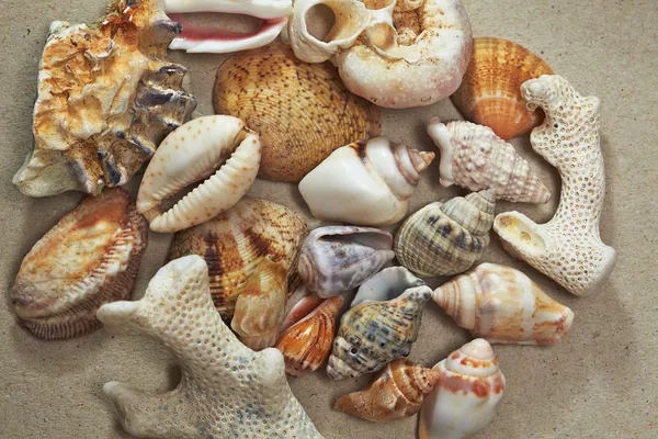 Background made of seashells — Stock Photo, Image