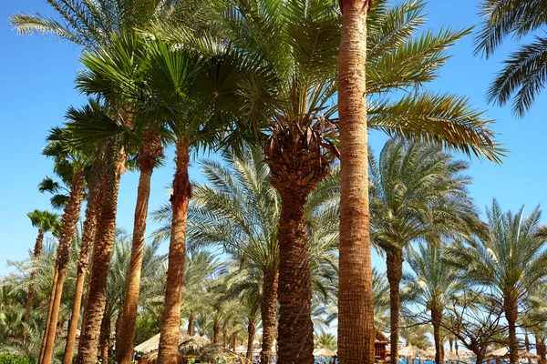 Trevlig palmer — Stockfoto