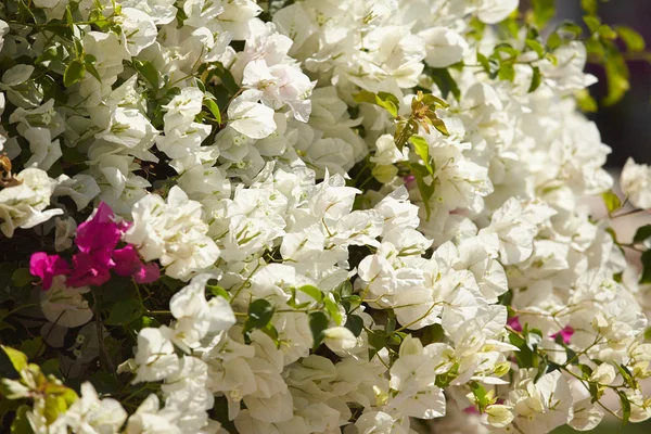 Bouganvilla flowers — Stock Photo, Image