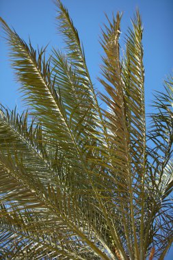 palmiye ağacı