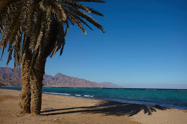 Palm trees — Stock Photo, Image