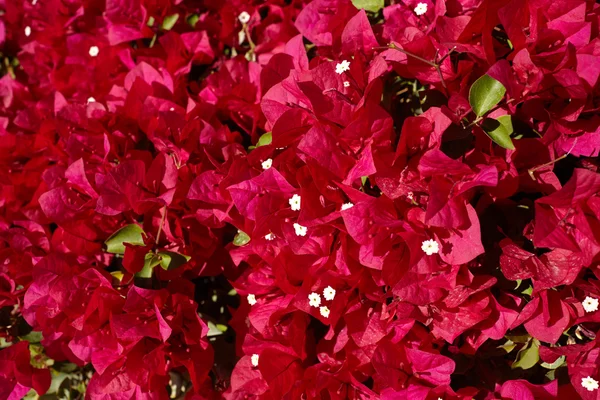 Fiori di Bougainvillea — Foto Stock