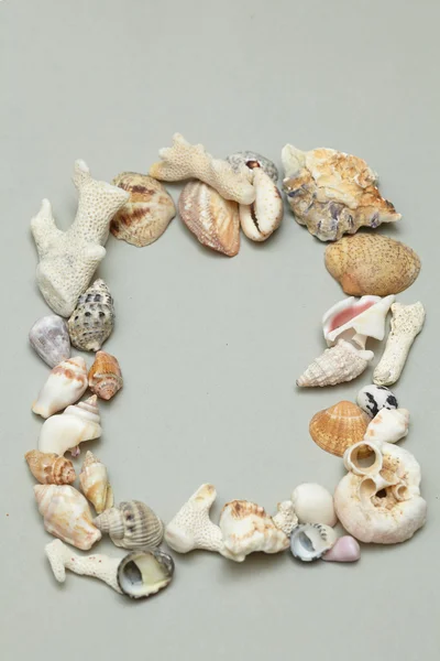 Frame made of shells — Stock Photo, Image