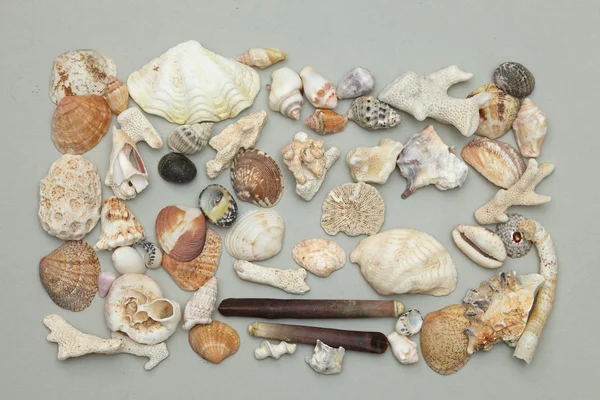 Background made of seashells — Stock Photo, Image