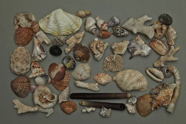 Ocean Seashells — Stock Photo, Image