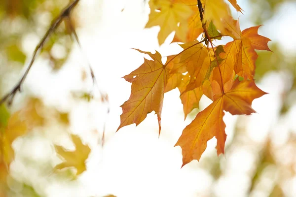 Hojas de otoño —  Fotos de Stock