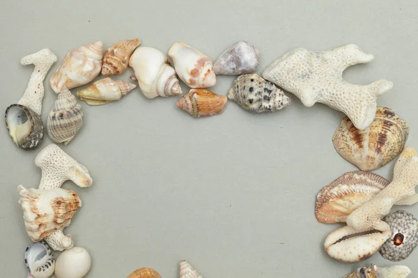 Ocean Seashells — Stock Photo, Image
