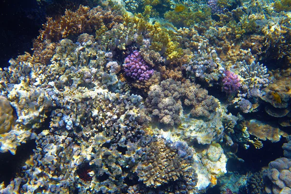 Recifes de coral — Fotografia de Stock