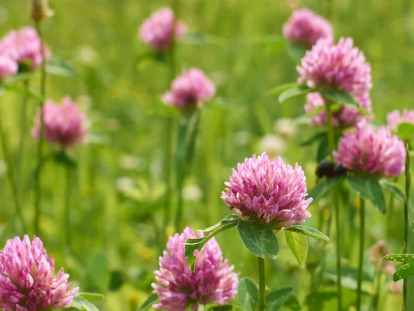 Summer field — Stock Photo, Image