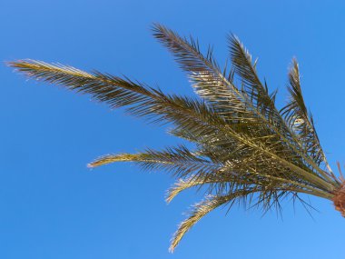 palmiye ağacı