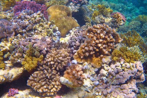 Coral reef — Stock Photo, Image