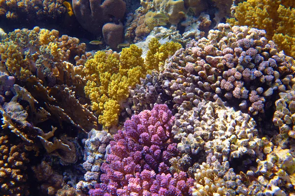 Coral reef — Stock Photo, Image