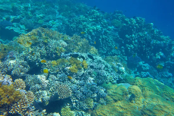 Arrecife de coral — Foto de Stock