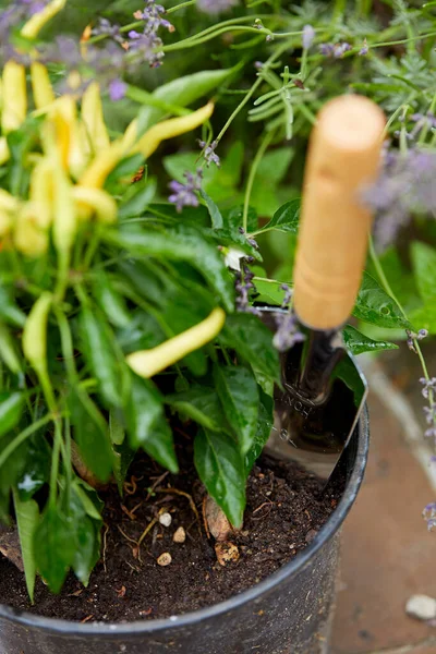 Outil Jardinage Avec Plante Dans Jardin Jour Ensoleillé Concept Automne — Photo