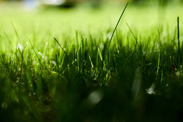 Green Grass Organic Garden Close View — Stock Photo, Image