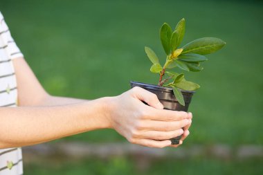 Saksıda yeşil bitkisi olan genç bir kadın.