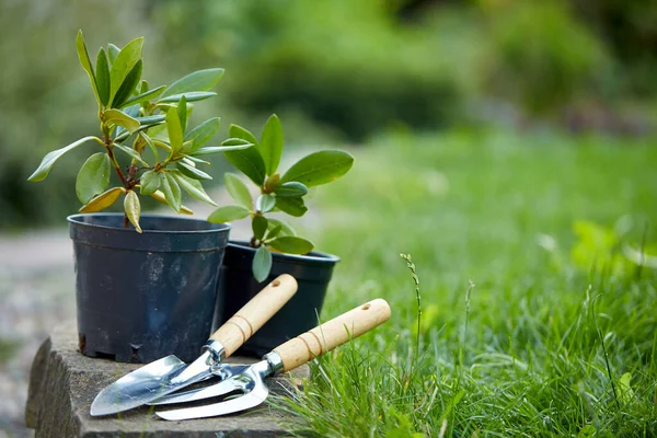 Outils Plantes Jardinage Dans Jardin — Photo