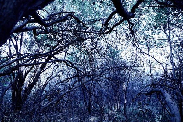 Dunkle Nacht Herbstwald — Stockfoto