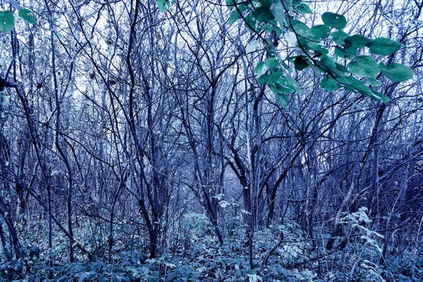 Dunkle Nacht Herbstwald — Stockfoto