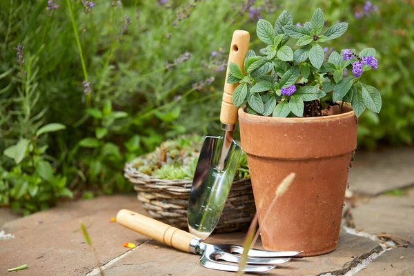 Εργαλεία Κηπουρικής Και Φυτά Στον Κήπο — Φωτογραφία Αρχείου