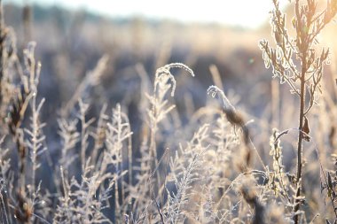 Çimlerin ve yaprakların üzerindeki güzel don ve yaprakların yakın çekimi, dondurucu sisli sonbahar sabahı